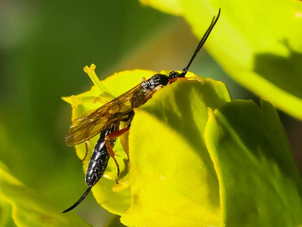  Ichneumonidae Latreille, 1802
