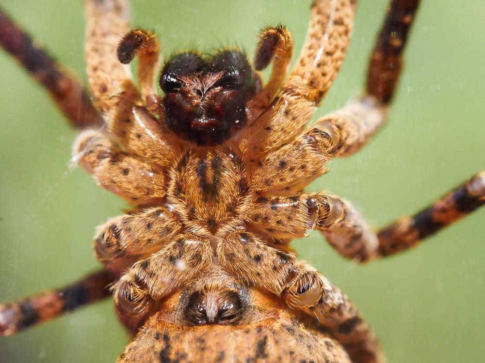 Zoropse à pattes épineuses Zoropsis spinimana (Dufour, 1820)