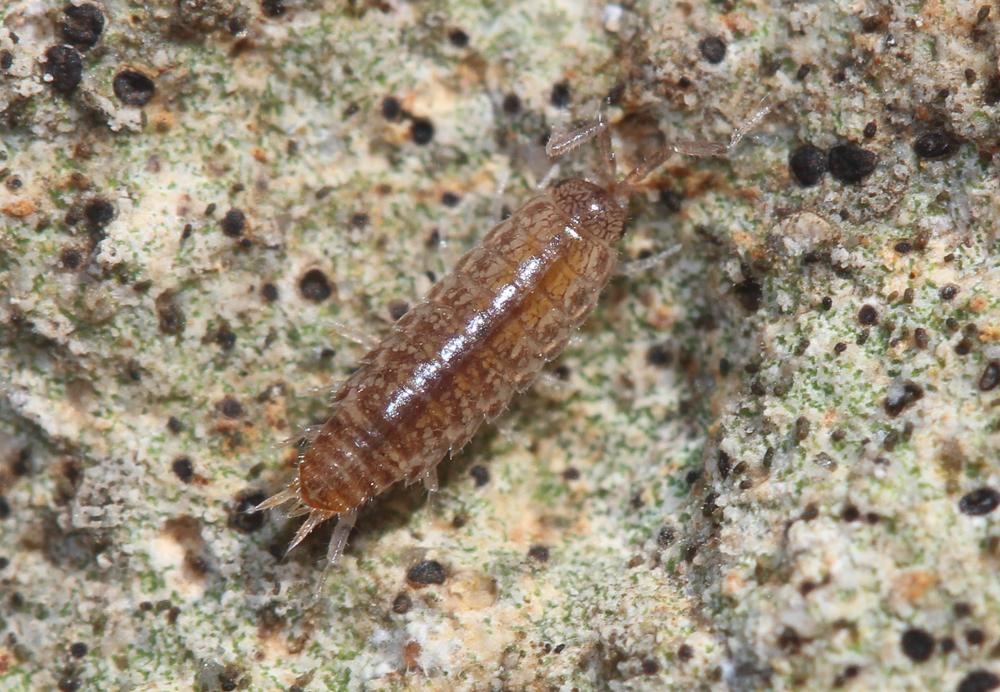 Chaetophiloscia sicula Verhoeff, 1909
