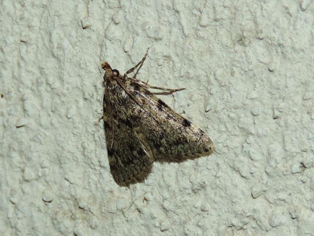 Aglossa pinguinalis (Linnaeus, 1758)