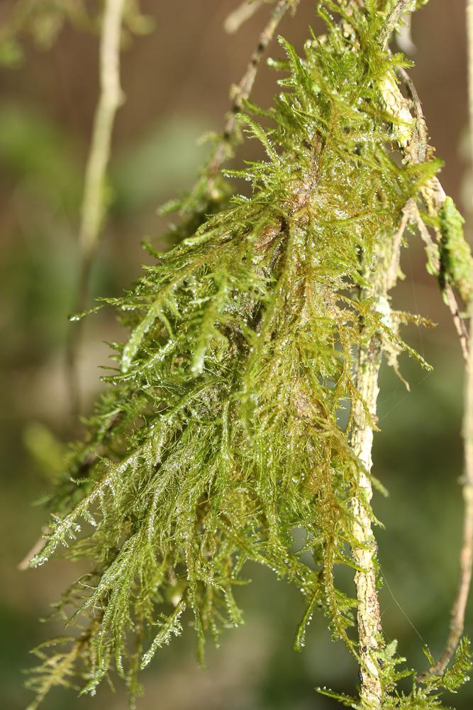 Alleniella complanata (Hedw.) S.Olsson, Enroth & D.Quandt, 2011