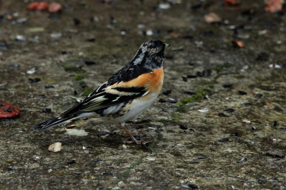 Pinson du nord, Pinson des Ardennes Fringilla montifringilla Linnaeus, 1758