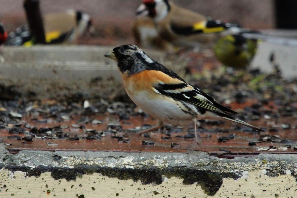 Pinson du nord, Pinson des Ardennes Fringilla montifringilla Linnaeus, 1758