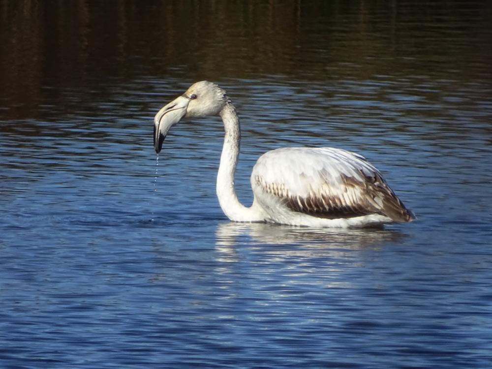 Flamant rose Phoenicopterus roseus Pallas, 1811