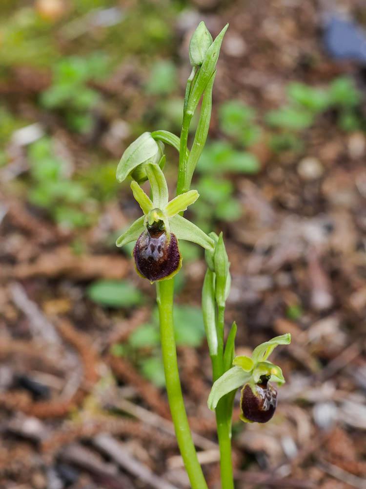 Ophrys occidentalis (Scappat.) Scappat. & M.Demange, 2005