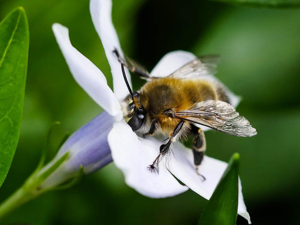 Anthophore commune, Anthophore plumeuse, Anthophor Anthophora plumipes (Pallas, 1772)
