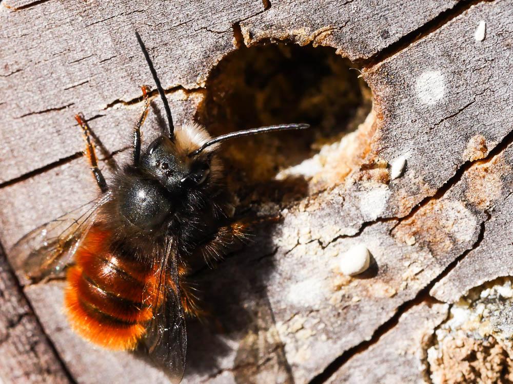  Osmia cornuta (Latreille, 1805)