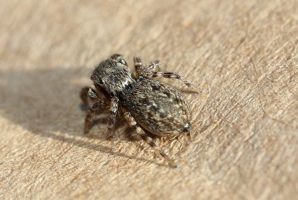  Euophrys 