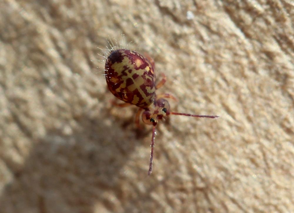 Dicyrtomina ornata (Nicolet, 1842)
