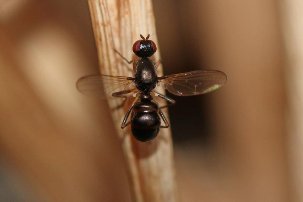 Nemopoda nitidula (Fallén, 1820)
