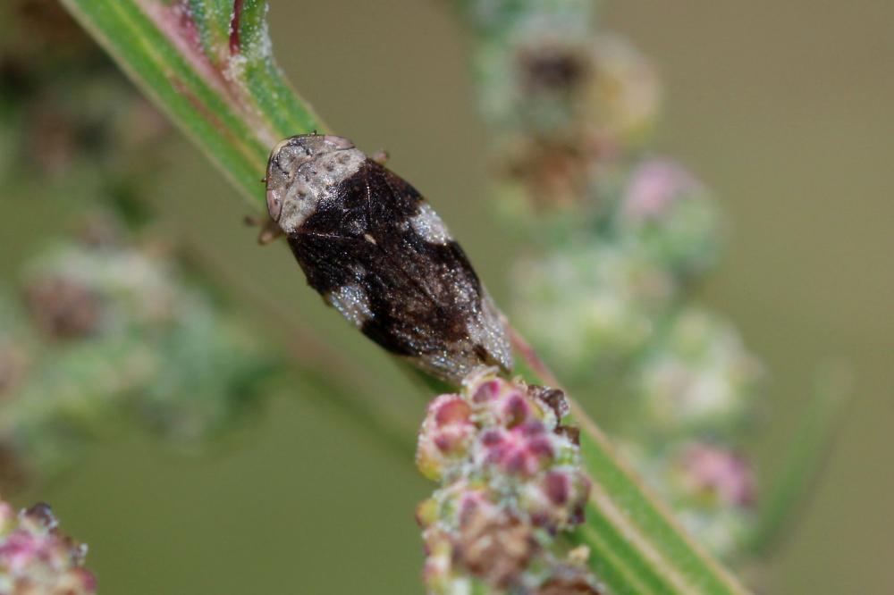 Philène spumeuse Philaenus spumarius (Linnaeus, 1758)