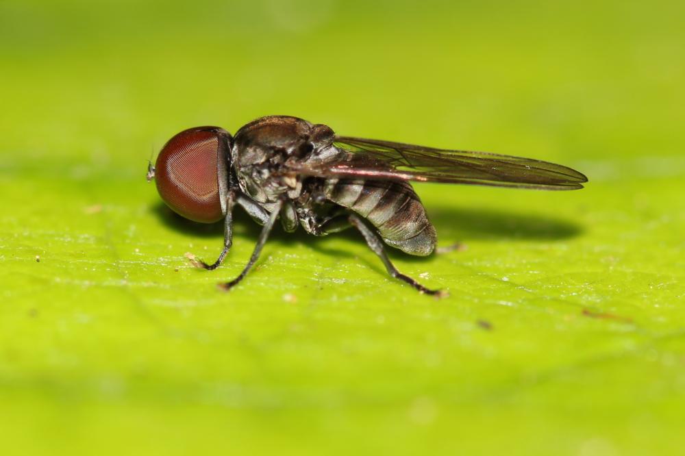 Pipunculidae Walker, 1834