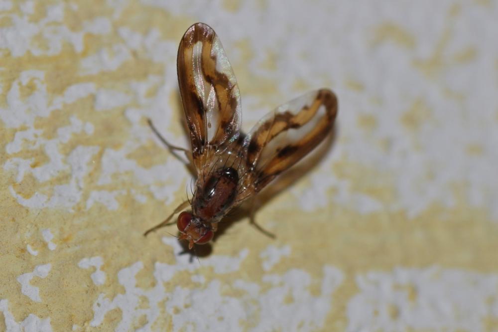 Toxoneura muliebris (Harris, 1780)
