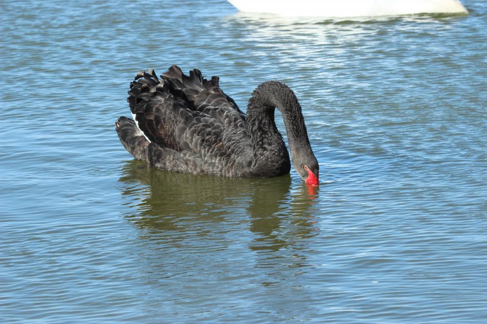 Cygne noir Cygnus atratus (Latham, 1790)