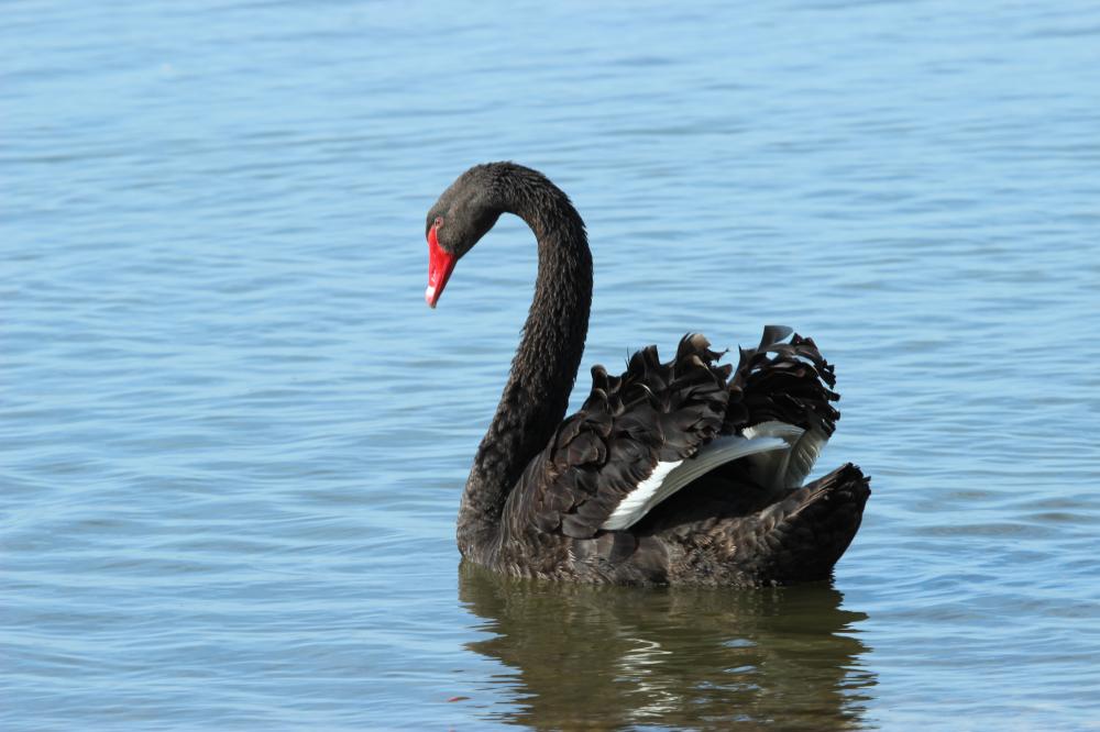 Cygne noir Cygnus atratus (Latham, 1790)
