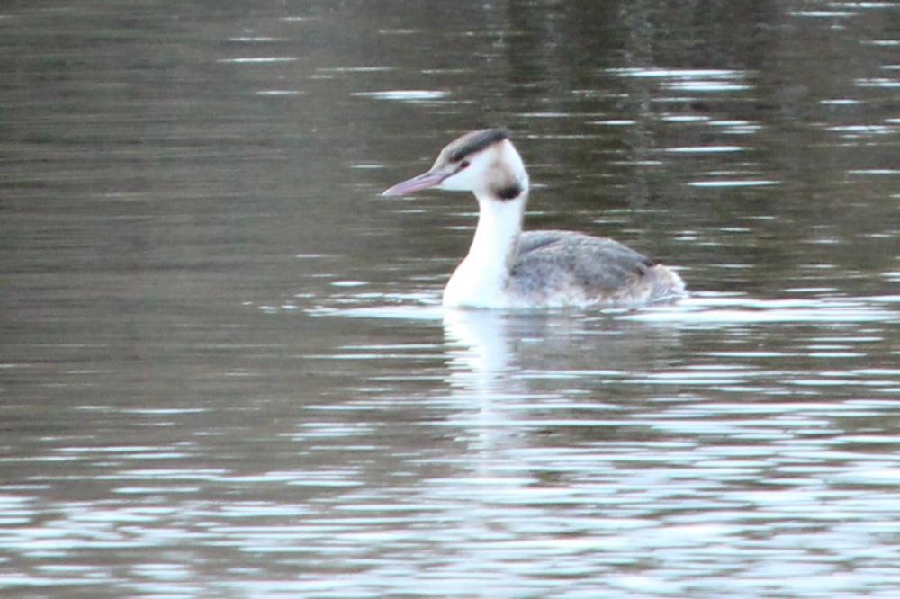 Grèbe huppé Podiceps cristatus (Linnaeus, 1758)