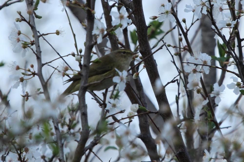 Pouillot véloce Phylloscopus collybita (Vieillot, 1887)