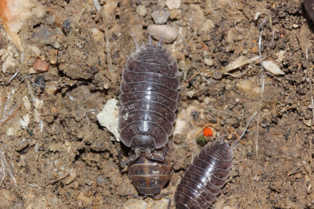 Isopodes Isopoda Latreille, 1817