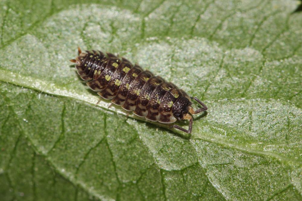  Porcellio spinicornis Say, 1818