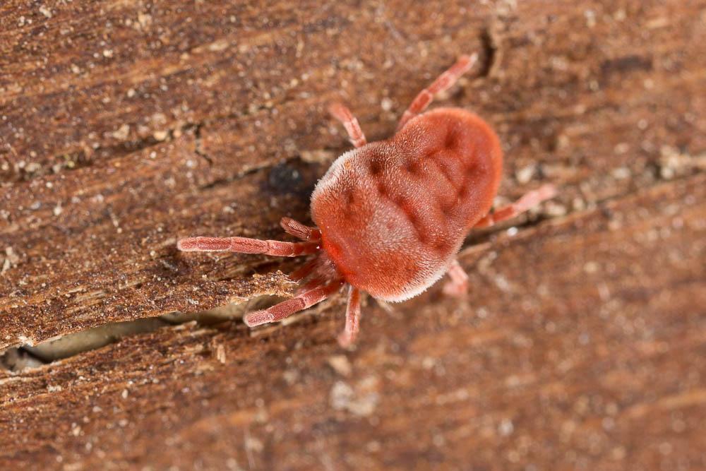 Eutrombidium