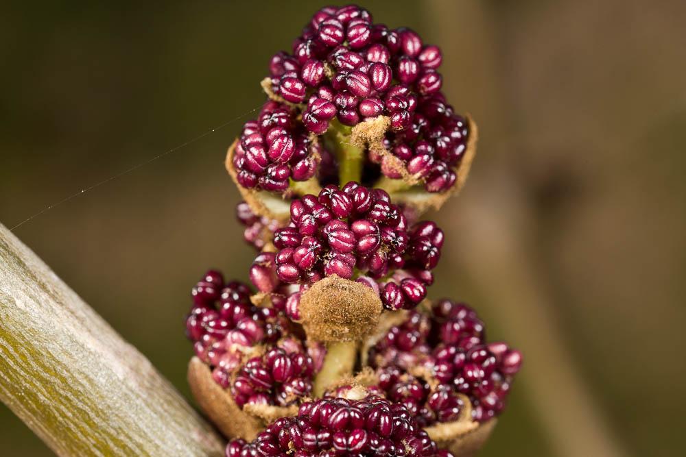 Frêne à feuilles étroites Fraxinus angustifolia Vahl, 1804