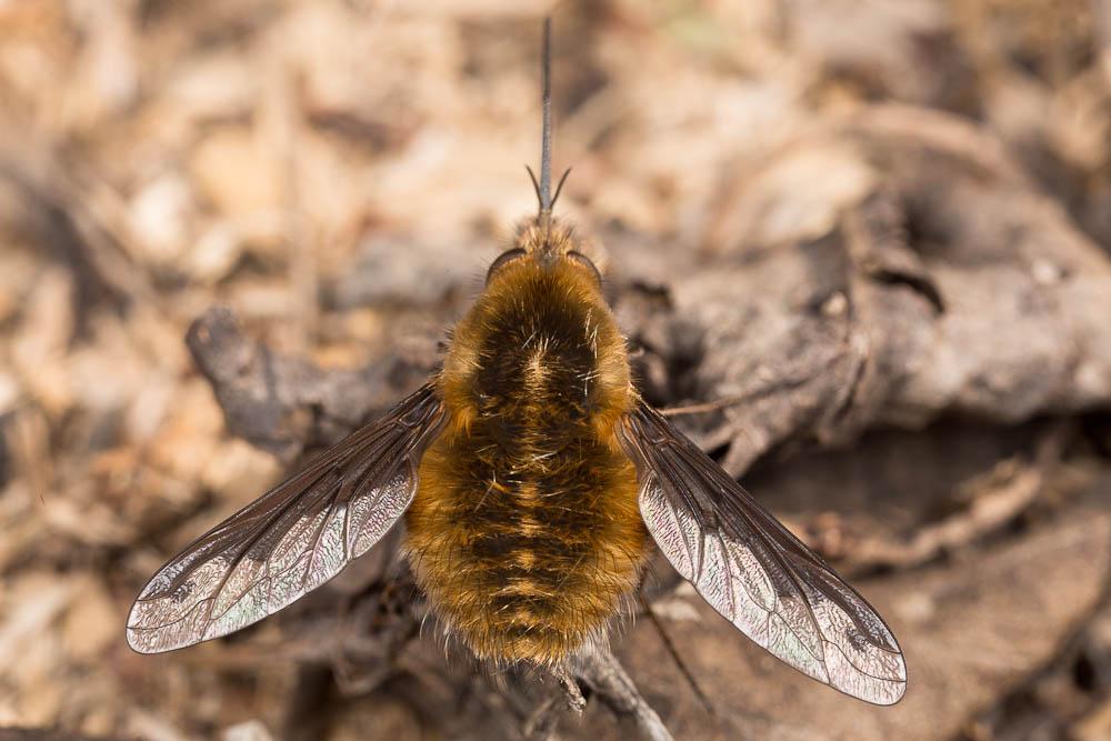 Grand bombyle Bombylius major Linnaeus, 1758