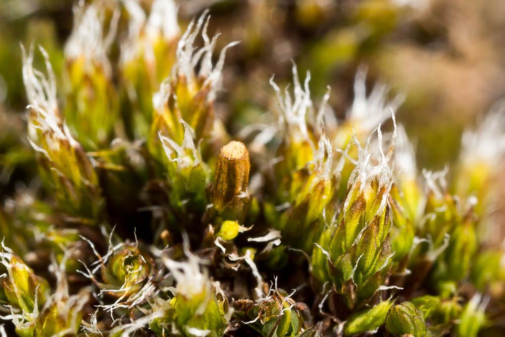  Coscinodon cribrosus (Hedw.) Spruce, 1849