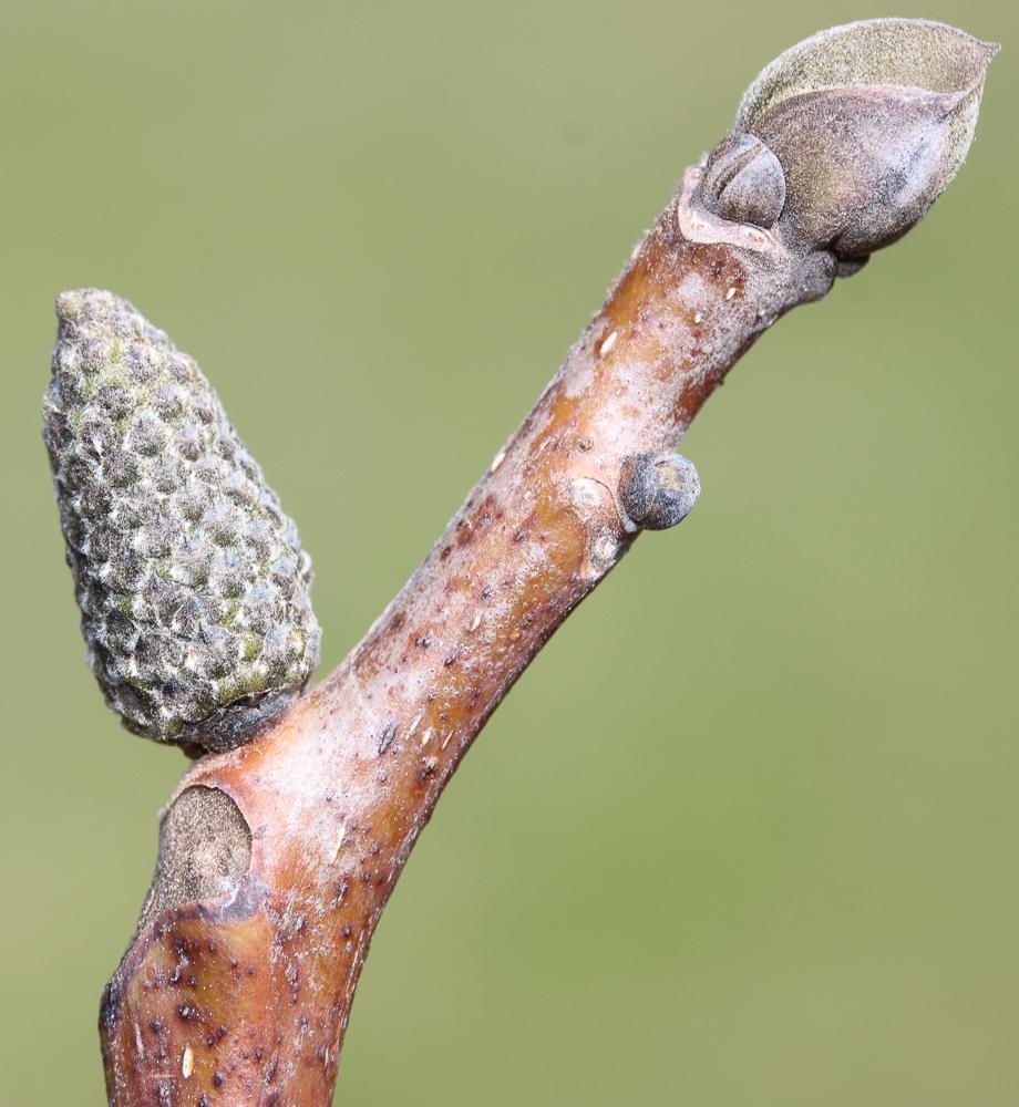 Noyer commun, Calottier Juglans regia L., 1753