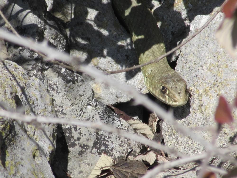 Couleuvre de Montpellier Malpolon monspessulanus (Hermann, 1804)