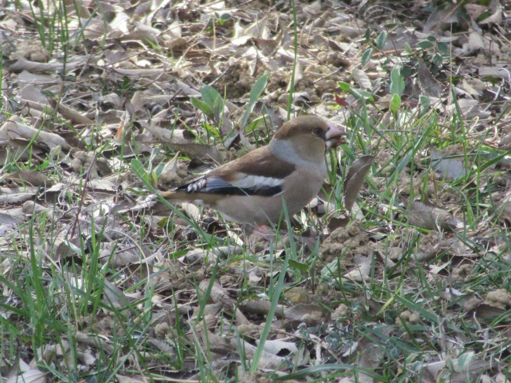 Grosbec casse-noyaux Coccothraustes coccothraustes (Linnaeus, 1758)