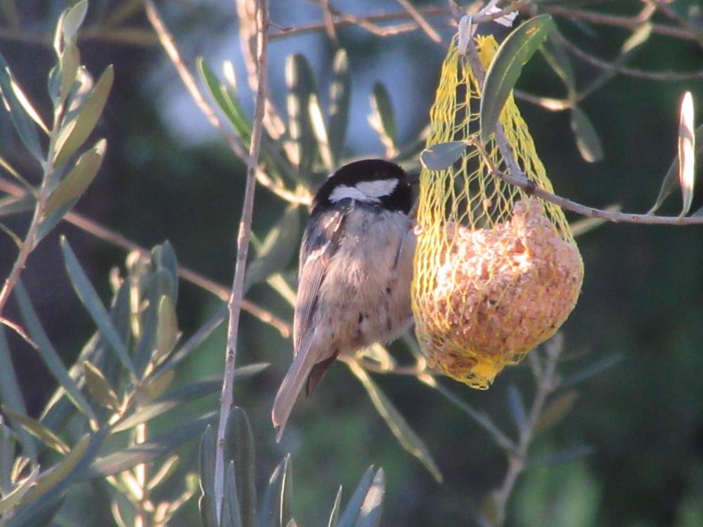 Mésange noire Periparus ater (Linnaeus, 1758)