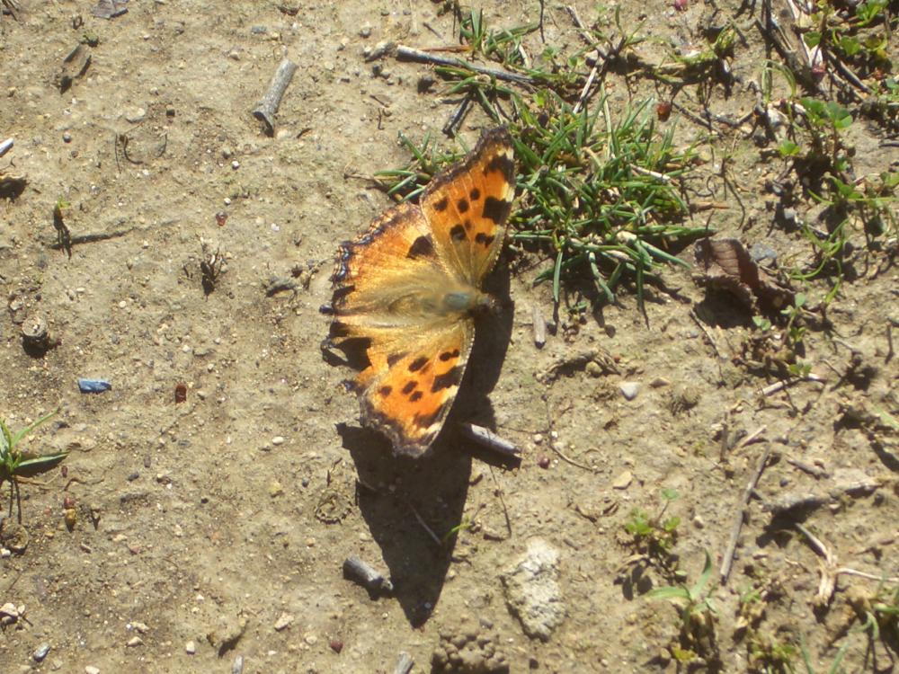 Grande Tortue (La), Vanesse de l'Orme (La), Grand- Nymphalis polychloros (Linnaeus, 1758)
