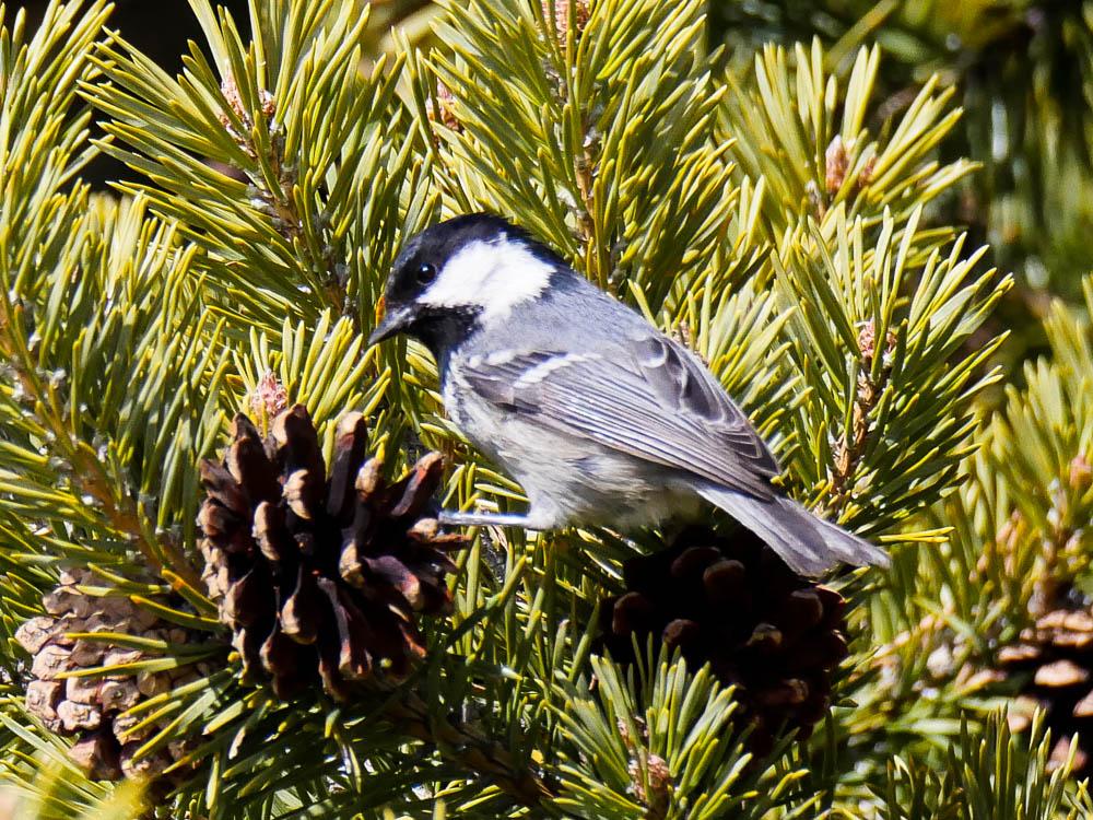 Mésange noire Periparus ater (Linnaeus, 1758)