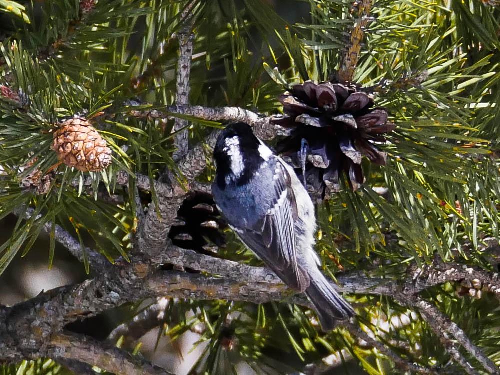 Mésange noire Periparus ater (Linnaeus, 1758)