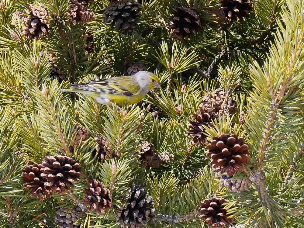 Venturon montagnard Carduelis citrinella (Pallas, 1764)