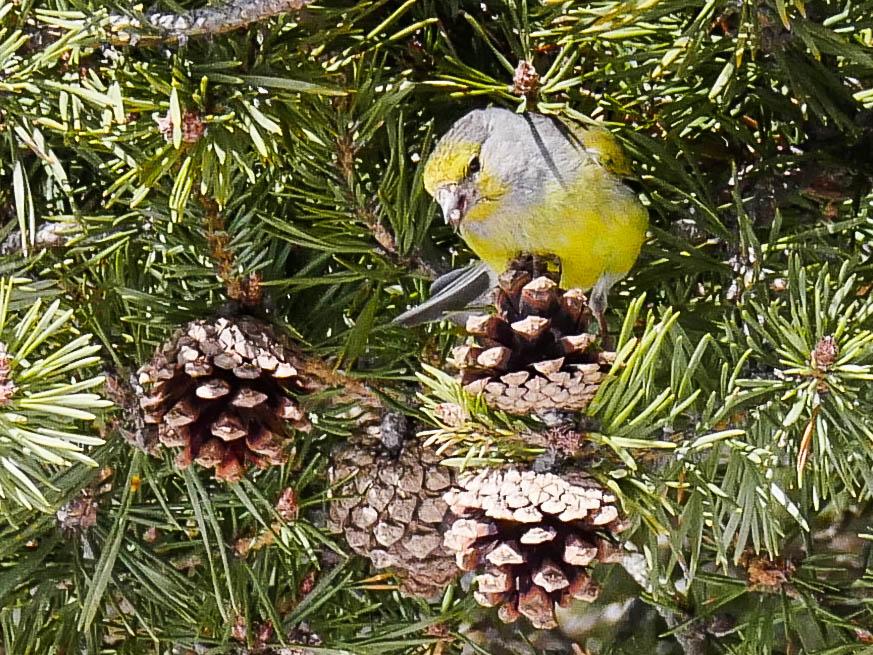 Venturon montagnard Carduelis citrinella (Pallas, 1764)