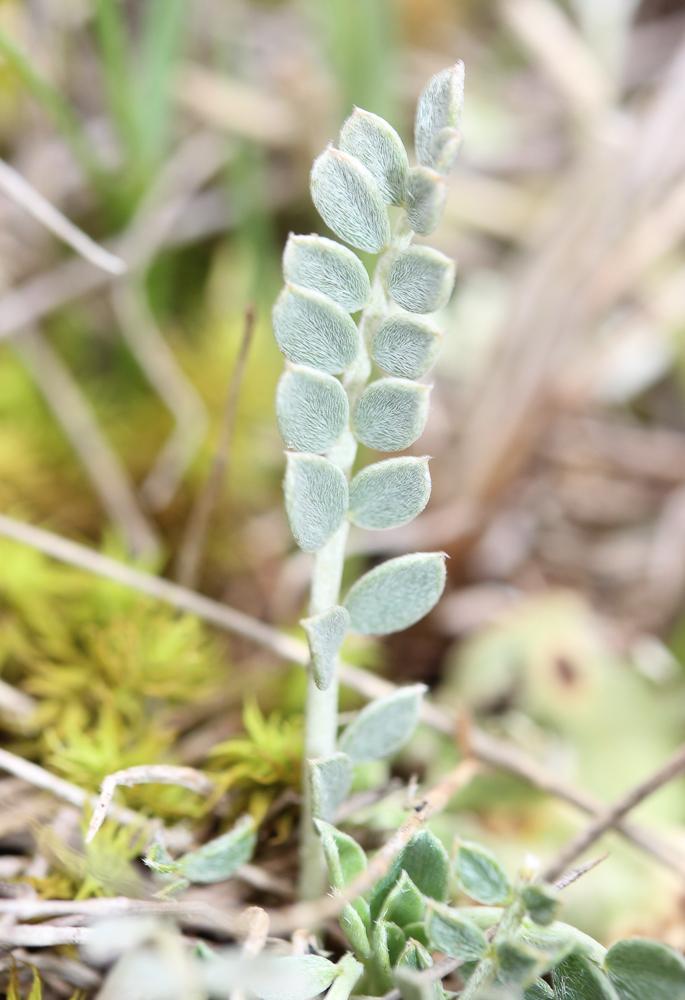 Astragale blanchâtre Astragalus incanus L., 1759
