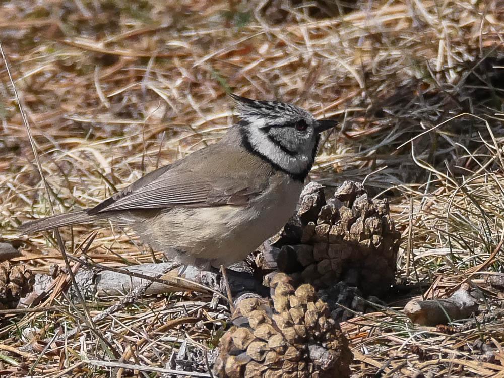 Mésange huppée Lophophanes cristatus (Linnaeus, 1758)