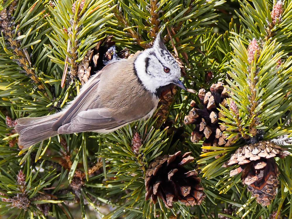 Mésange huppée Lophophanes cristatus (Linnaeus, 1758)