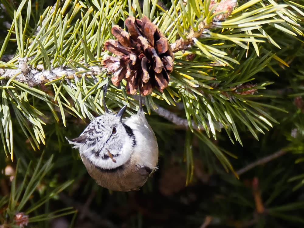 Mésange huppée Lophophanes cristatus (Linnaeus, 1758)