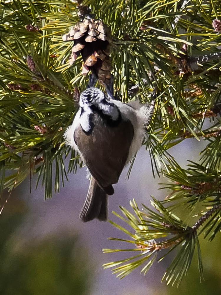 Mésange huppée Lophophanes cristatus (Linnaeus, 1758)