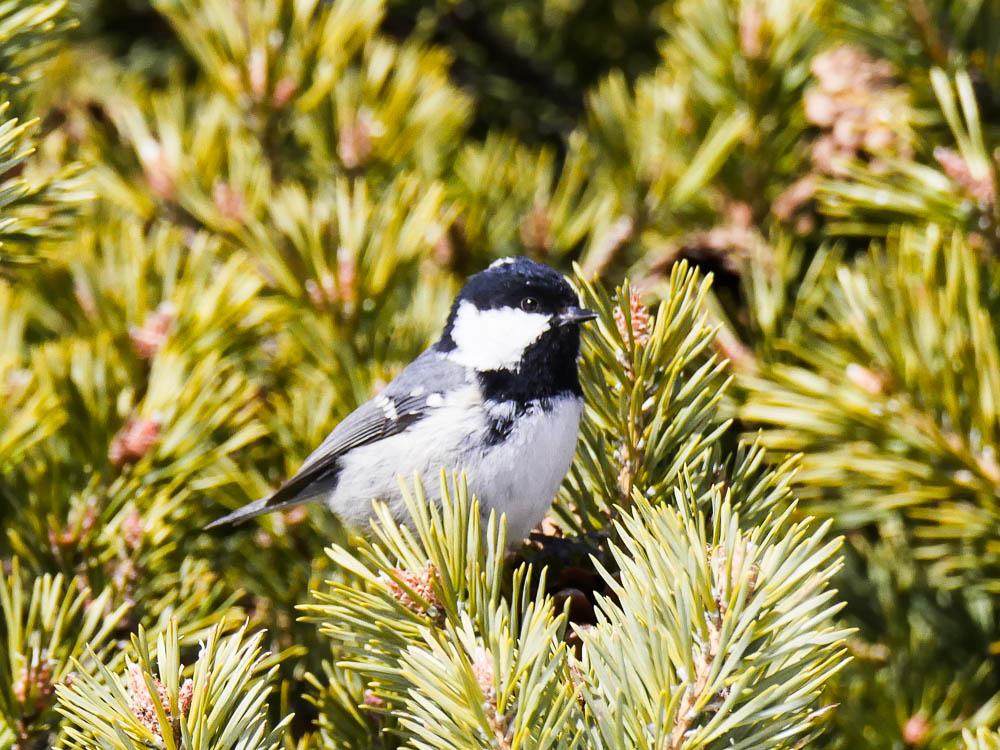 Mésange noire Periparus ater (Linnaeus, 1758)