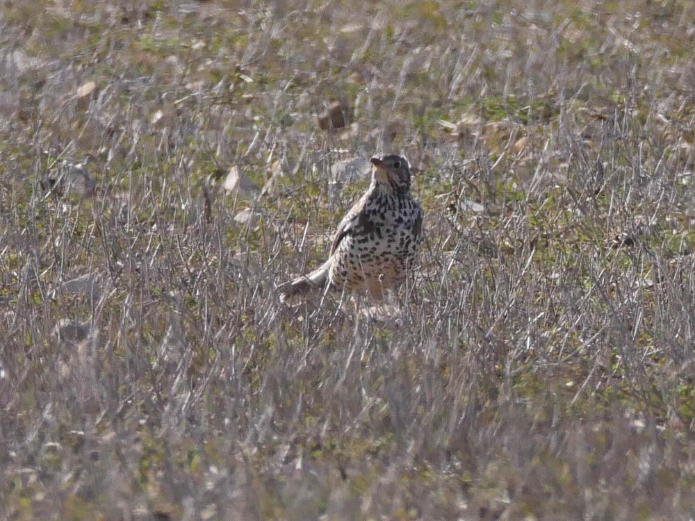 Grive draine Turdus viscivorus Linnaeus, 1758