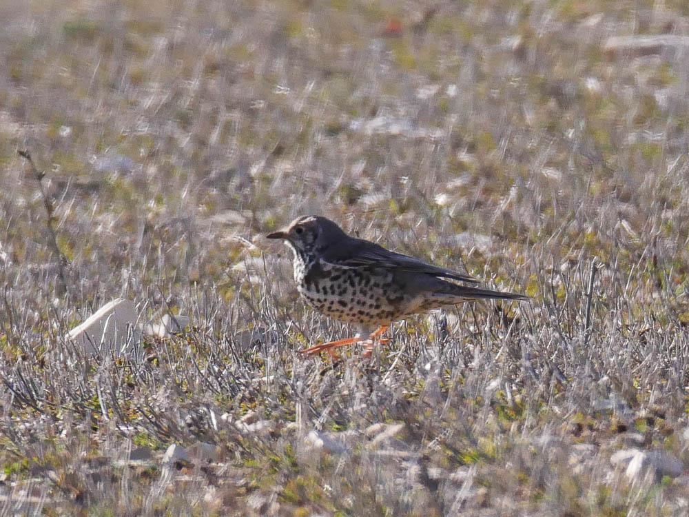 Grive draine Turdus viscivorus Linnaeus, 1758
