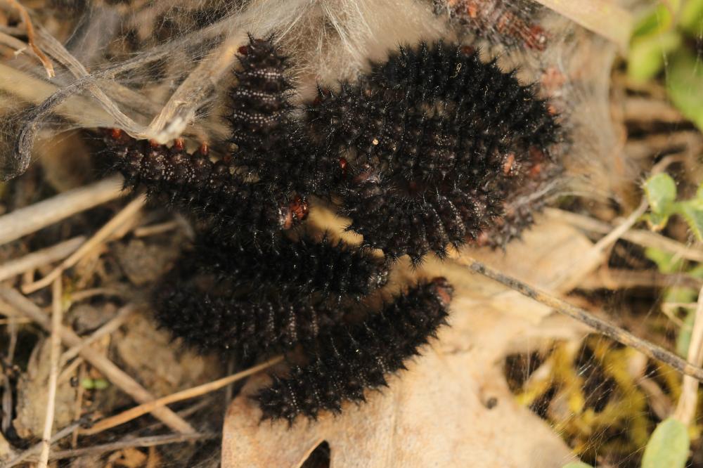Mélitée du Plantain (La), Déesse à ceinturons (La) Melitaea cinxia (Linnaeus, 1758)