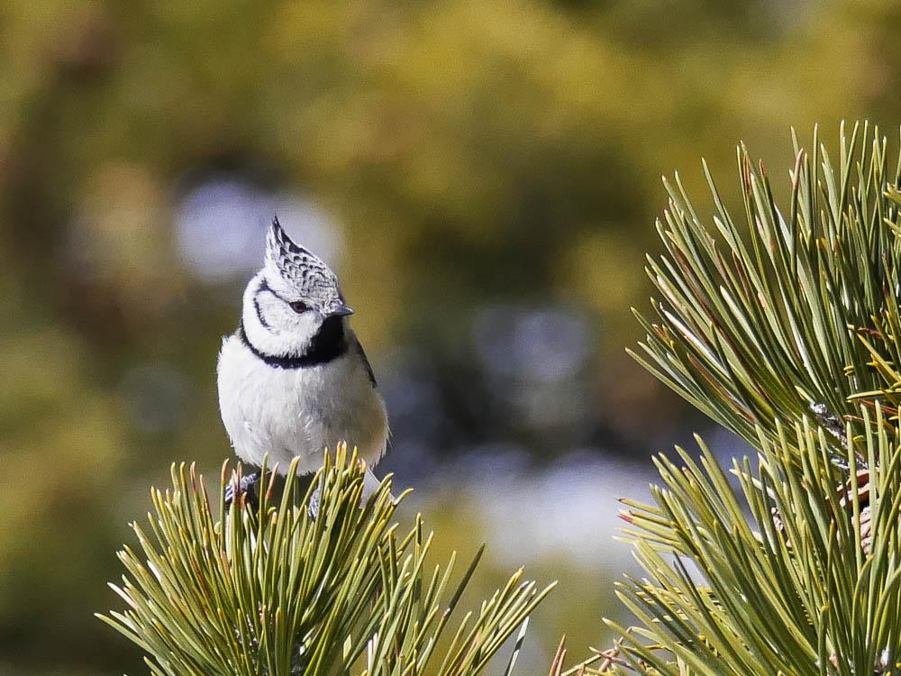 Mésange huppée Lophophanes cristatus (Linnaeus, 1758)