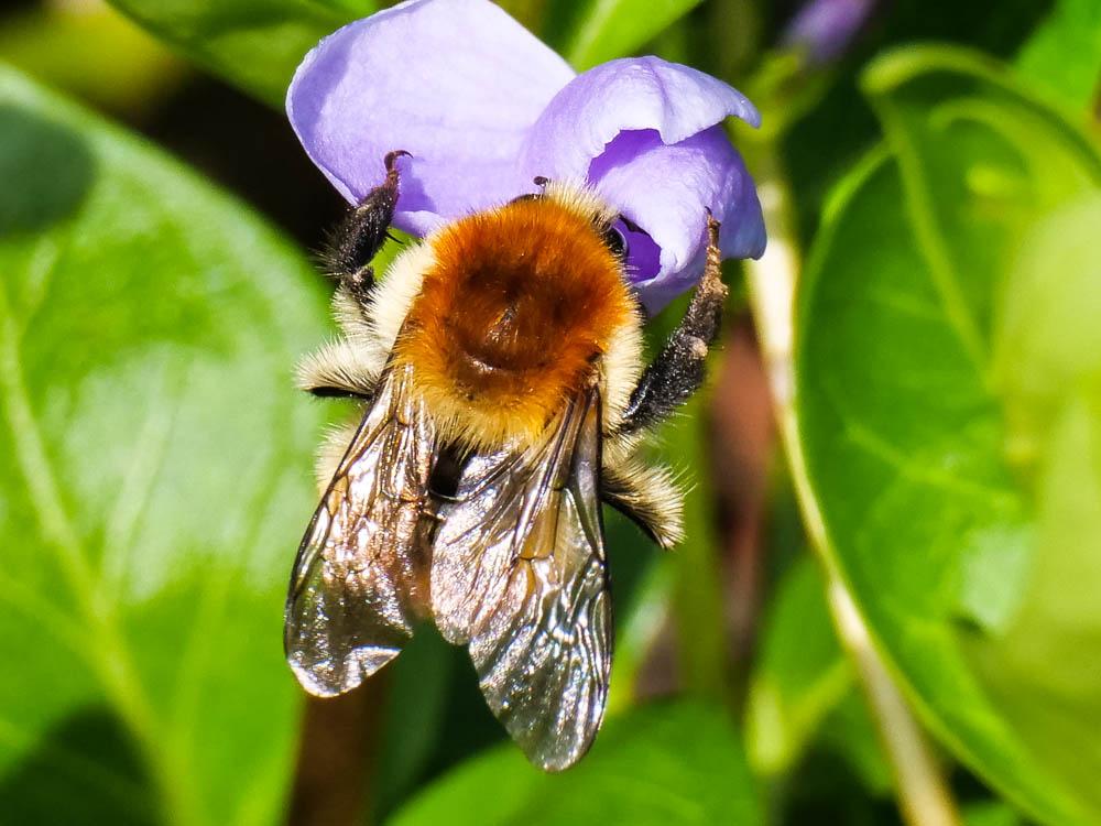 Bourdon des champs Bombus pascuorum (Scopoli, 1763)