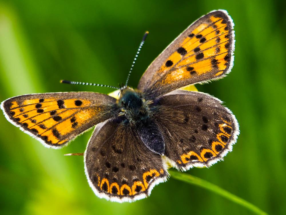 Cuivré fuligineux (Le), Argus myope (L'), Polyomma Lycaena tityrus (Poda, 1761)
