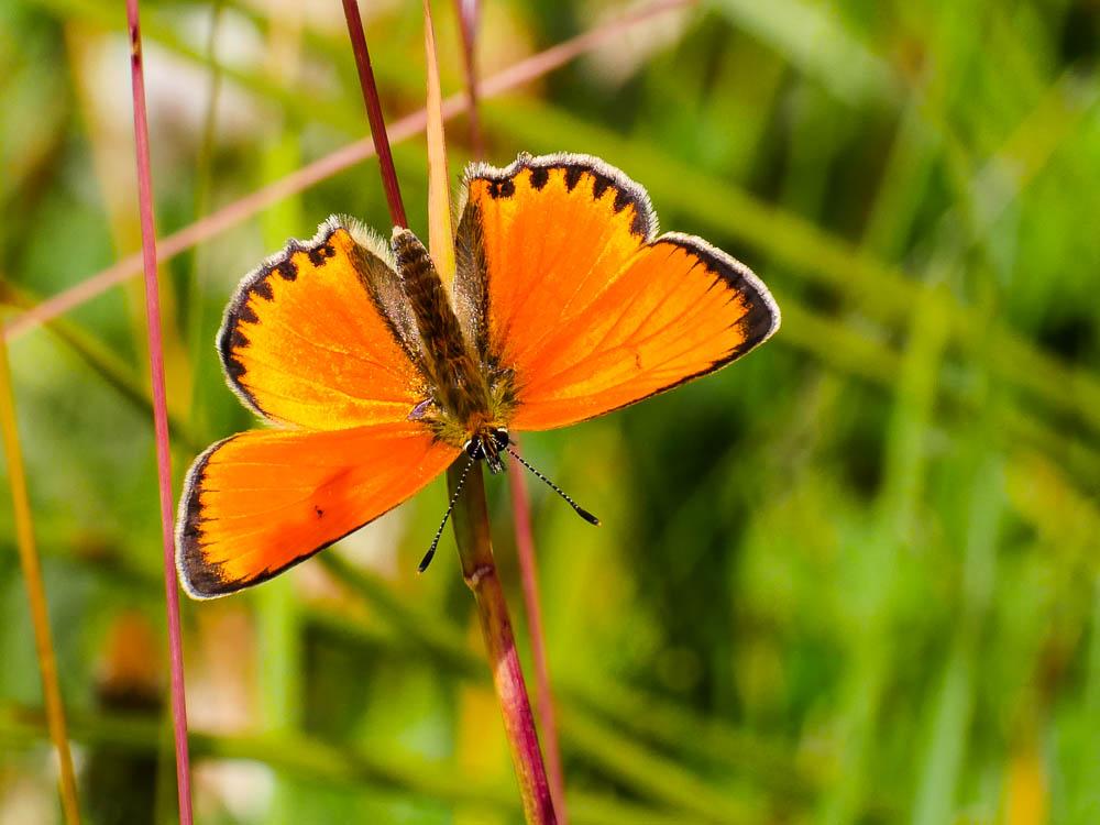 Cuivré de la Verge-d'or (Le), Cuivré satiné (Le), Lycaena virgaureae (Linnaeus, 1758)
