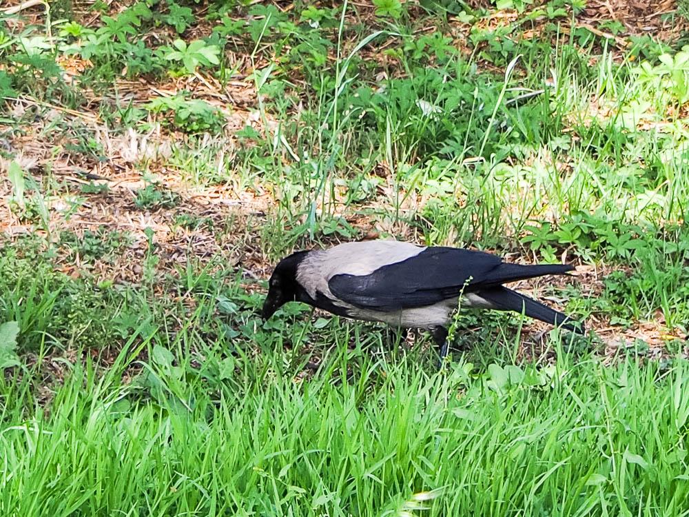 Corneille mantelée Corvus corone cornix Linnaeus, 1758